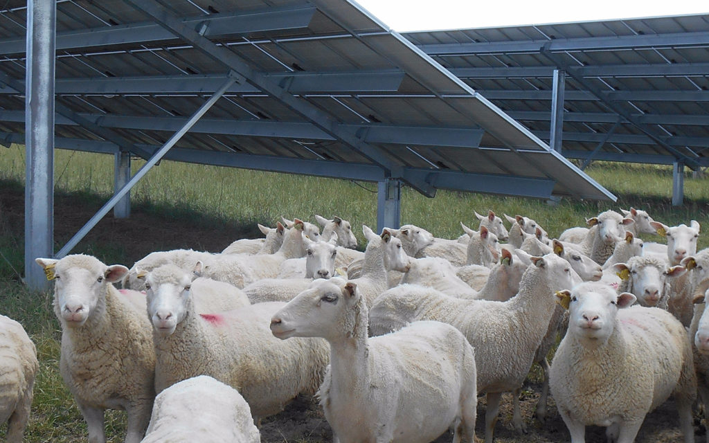 Sheep are grazing below panels in a solar farm