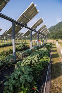 a cow near a farm crops solar panels