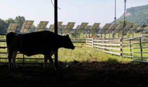 a cow near a farm crops solar panels